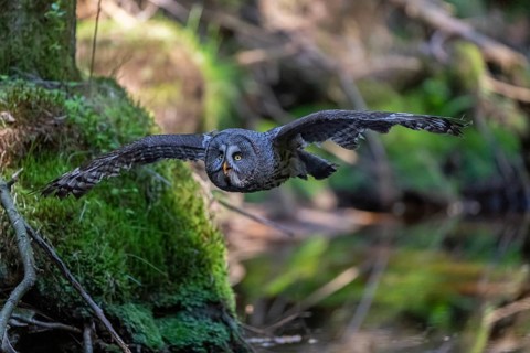 One great grey owl (Strix nebulosa) flying through a forest
