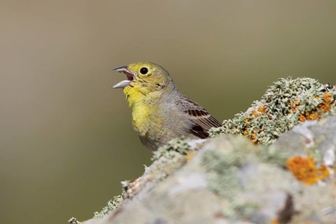 Cinereous Bunting (Emberiza cineracea) male singing from rock, Greece