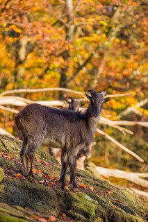 A female Himalayan tahr (Hemitragus jemlahicus) stands on a rock. A dense autumnal forest is in the