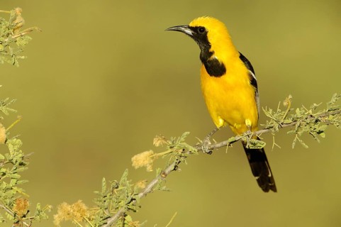 Hooded Oriole (Icterus cucullatus) male, Arizona, USA