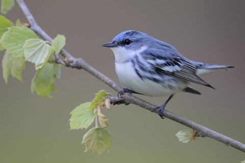 Cerulean Warbler (Setophaga cerulea), West Virginia, USA