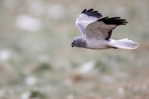 Hen harrier (Circus cyaneus), male, flying, Emsland, Lower Saxony, Germany