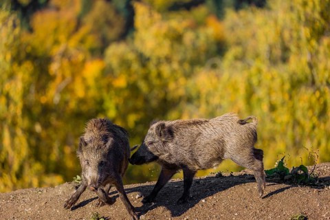 Two wild boars or wild pigs (Sus scrofa) fight in a clearing on hilly terrain. In the background