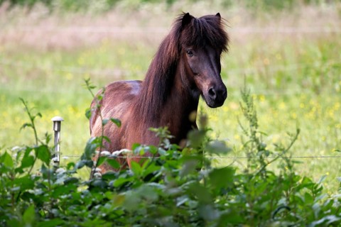 Icelandic horse (Equus islandicus), gelding looking curiously over pasture fence,