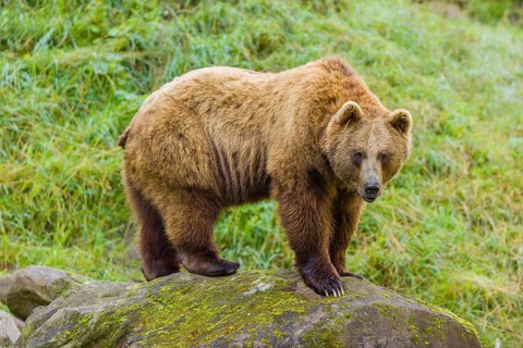 An adult brown bear (Ursus arctos arctos) stands on a rock and observes the surrounding
