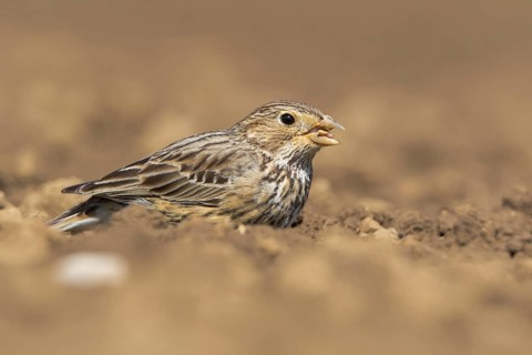 Corn Bunting (Emberiza calandra) in field, Grobnik, Croatia