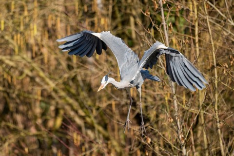Grey heron (Ardea cinerea) flying at the shore of a lake, wildlife, Bavaria, Germany