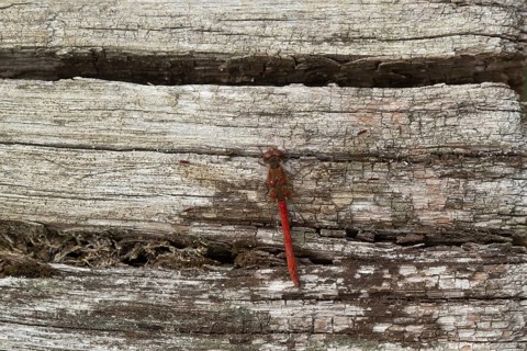 Common darter dragonfly (Sympetrum striolatum) adult male insect resting on a tree log in summer,