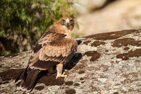 Booted Eagle (Hieraaetus pennatus) juvenile, Castile and Leon, Spain