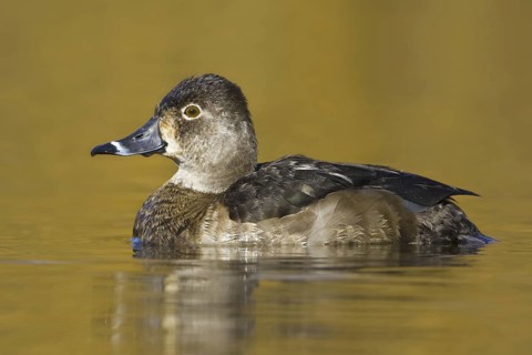 Ring-necked Duck (Aythya collaris) female, British Columbia, Canada