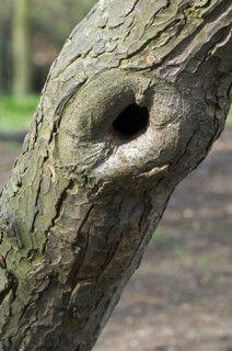 Callus tissue developing around injury in bark of European beech (Fagus sylvatica) tree