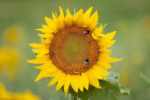 Two bumblebees and a bee sit on the blossom of a sunflower in a wildflower field near Frankfurt am