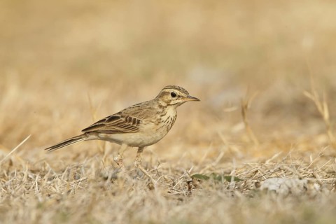 Richard's Pipit (Anthus richardi), Bangkok, Thailand