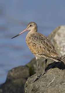 Marbled Godwit (Limosa fedoa), Texas, USA