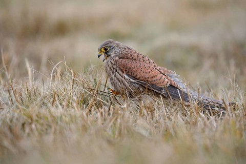 Turmfalke, lat. Falco tinnunculus, Jungvogel läuft in einer gemähten Wiese