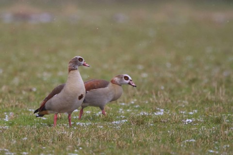 Egyptian Goose (Alopochen aegyptiaca), North Rhine-Westphalia, Germany