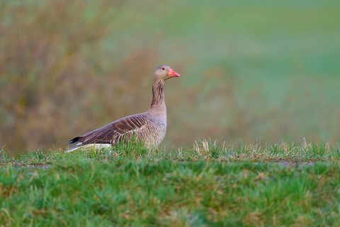 A goose stands in the green grass with a blurred background, greylag goose (Anser anser), spring,