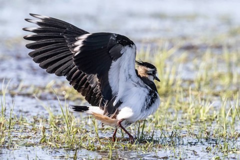 Lapwing (Vanellus vanellus), fledging, Lower Saxony, Germany