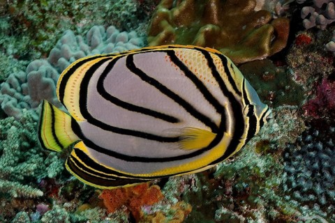 Meyers Butterflyfish (Chaetodon meyeri)