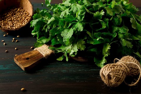 Bunch of fresh Cilantro, coriander seeds, on a dark wooden table, close-up, top view, no people.