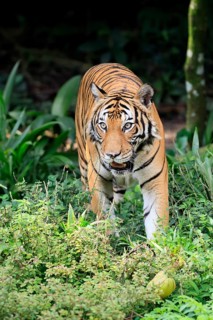 Malaysia tiger (Panthera tigris jacksoni), adult, running, stalking, vigilant, Malaysia, Southeast