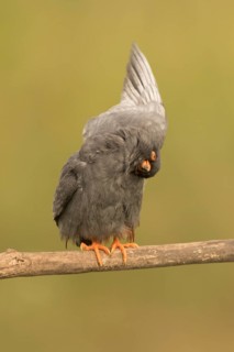 Red-footed Falcon (Falco vespertinus) adult male preening, perched on a branch, Serbia
