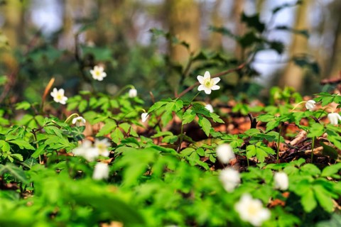 Wood anemone (Anemone nemorosa) on the forest floor, Jakobsberg nature reserve, Steinhagen,