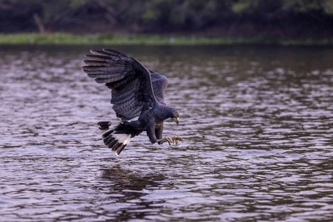 Black buzzard (Buteogallus urubitinga), approaching prey, Pantanal, Brazil
