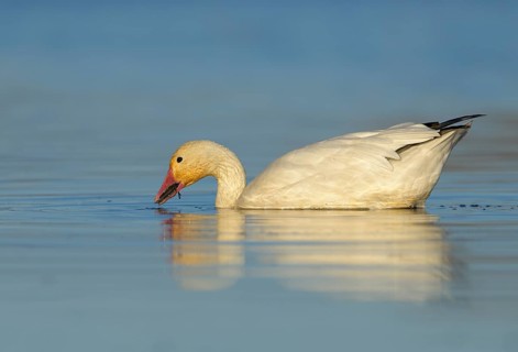 Snow Goose (Chen caerulescens) - Colusa National Wildlife Refuge, California