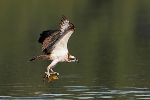 Fischadler, lat. Pandion haliaetus, fliegt über der Wasseroberfläche mit einem gefangenem Barsch