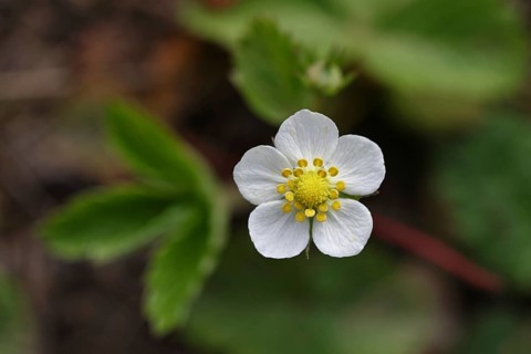 Wild strawberry (Fragaria vesca), in bloom, wild strawberry blossom, close-up, Wilnsdorf, North