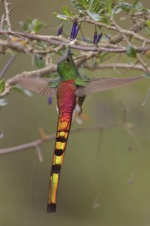 Red-tailed Comet (Sappho sparganura) perched on a branch in Bolivia, South America