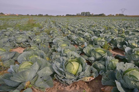 Field with White Cabbage (Brassica oleracea alba), Alsace, France