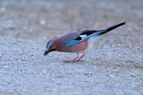 A jay looking for food on a stony ground, jay (Garrulus glandarius), spring, bird island,