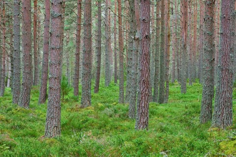 Dense pine trees in forest with lush green moss soil, Loch Garden, Nethy Bridge, Scotland, United