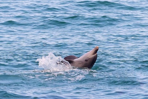Bottlenose dolphin, (Tursiops truncatus), dolphin, dolphin, mammals, animals, Dhofar Governorate,
