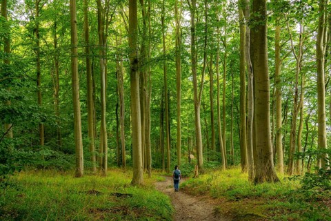 The Hochuferwanderweg from Baabe via Sellin to Binz, through dense beech forest, along the cliffs,