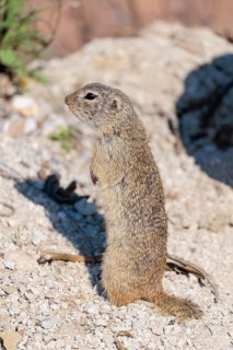 An adult European ground squirrel (Spermophilus citellus) stands upright on a sunny day in rocky