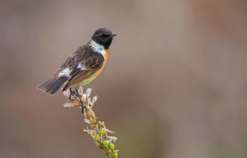 Stonechat, (Saxicola torquata), foraging, male, Eich, Rhineland-Palatinate, Germany