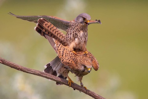 Common Kestrel (Falco tinnunculus) pair mating, perched on a branch, Subotica, Serbia