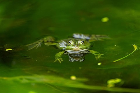Edible frog (Pelophylax esculentus) in a little lake in the water, Bavaria, Germany