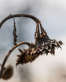 Sunflower (Helianthus annuus) in autumn, Bergen-Enkheim, Frankfurt am Main, Hesse, Germany