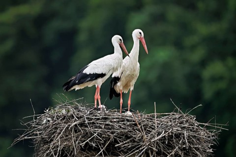 White storks (Ciconia ciconia), pair standing on eyrie, Canton Aargau, Switzerland
