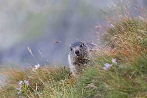 One young Alpine Marmot, Marmota marmota, sitting in green grass, feeding on some leaves. Green