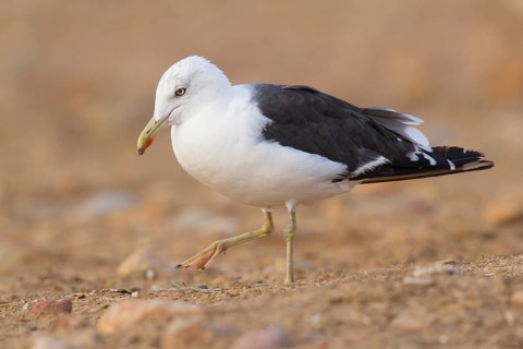 Lesser Black-backed Gull (Larus fuscus), Morocco