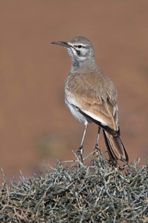 Greater Hoopoe-Lark (Alaemon alaudipes), Morocco