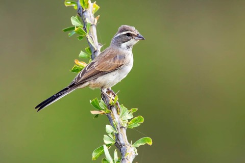Black-throated Sparrow Amphispiza bilineata Amado, Santa Cruz County, Arizona, United States 6