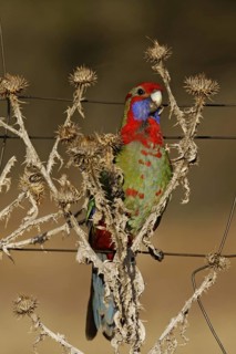 Crimson Rosella (Platycercus elegans) juvenile, Australian Capital Territory, Australia