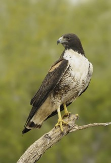 White-tailed Hawk (Geranoaetus albicaudatus), Texas, USA
