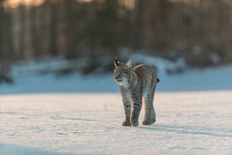 One young male Eurasian lynx, (Lynx lynx), walking over a snow covered meadow in backlight